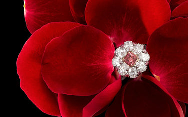 A close-up studio shot of a ring set on a deep red flower against a black background. The ring features a central argyle pink gemstone surrounded by a halo of clear white diamond stones.